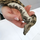 Удав обыкновенный Boa constrictor, S-M (Германия)