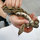 Удав обыкновенный Boa constrictor, S-M (Германия)