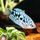 Гурами мраморный XL (Trichopodus trichopterus)