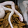 Маисовый полоз peppermint (Amelanistic & Cinder)
