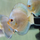 Дискус Даймонд S (Symphysodon aequifasciata)