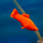 Меченосец Рубин L (Xiphophorus helleri sp.)