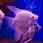 Скалярия белый жемчуг L (Pterophyllum scalare)