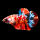 Петушок Кои немо (самка) (Betta splendens)