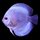 Дискус Даймонд S (Symphysodon aequifasciata)