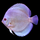 Дискус Даймонд S (Symphysodon aequifasciata)