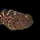 Гастромизон оцеллятус (Gastromyzon ocellatus)