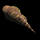 Гастромизон оцеллятус (Gastromyzon ocellatus)