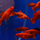 Меченосец тигровый флаговый (Xiphophorus hellerii var.)