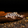 Сом пеколтия компта L134 (L) (Peckoltia compta)