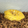 Королевский питон Albino Poss YB, M