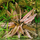 Криптокорина Фламинго (шт) (Cryptocoryne sp. Flamingo)