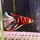 Петушок Супердельта Кои (самец) (Betta splendens)