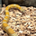 Полоз маисовый Honey
