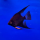 Скалярия болгарская черная (Pterophyllum scalare var.)