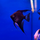 Скалярия болгарская черная (Pterophyllum scalare var.)