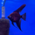 Скалярия болгарская черная (Pterophyllum scalare var.)
