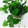 Фикус Пумила (Green Sunny)