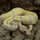 Королевский питон Banana Pastel Fire самка