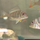Геофагус суринамский (Geophagus surinamensis)