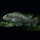 Псевдотрофеус Ред Топ Ндумби (Pseudotropheus perspicax var. Red Top Ndumbi)