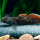 Бычок чжоу, алый (Rhinogobius zhoui)