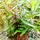 Гигрофила раскрытая (с грузом) Hygrophila ringens