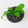 Непентес (Nepenthes sp.)