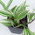 Традесканция (Tradescantia)