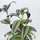 Традесканция (Tradescantia)