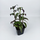 Традесканция (Tradescantia)