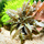 Криптокорина Вендта Тропика (Cryptocoryne wendtii "Tropica") (меристема)