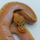 Королевский питон Hypo Orange Dream Spinner 100% het Pied