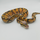 Королевский питон Super Pastel Enchi 100% DH Hypo Clown, 50% phet Rainbow
