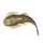 Гастромизон (Gastromyzon punctulatus)