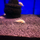 Сом коридорас Штерба альбинос (Corydoras sterbai)