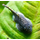 Гастромизон (Gastromyzon punctulatus)