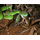 Vasilieva et al Amphibians and Reptiles of Southern Vietnam 2016