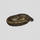 Королевский питон Pinstripe het Pied M