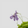 Жирянка (Pinguicula tina)