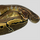 Королевский питон Pinstripe het Pied M