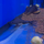 Лягушка шпорцевая марсабитская (Xenopus borealis)