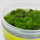 Мох для флорариума (leucobryum glaucum)
