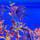 Скалярия получерная вуалевая (Pterophyllum scalare)