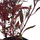 Альтернантера сидячая P7 (Alternanthera sessilis)