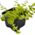 Вербейник монетчатый Aurea P8 (Lysimachia nummularia Aurea)