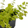 Вербейник монетчатый Aurea P8 (Lysimachia nummularia Aurea)