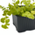 Вербейник монетчатый Aurea P8 (Lysimachia nummularia Aurea)