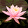 Нимфея Prakaysad, розовый (Nymphaea Prakaysad) (пророщенная)