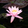 Нимфея Prakaysad, розовый (Nymphaea Prakaysad) (пророщенная)